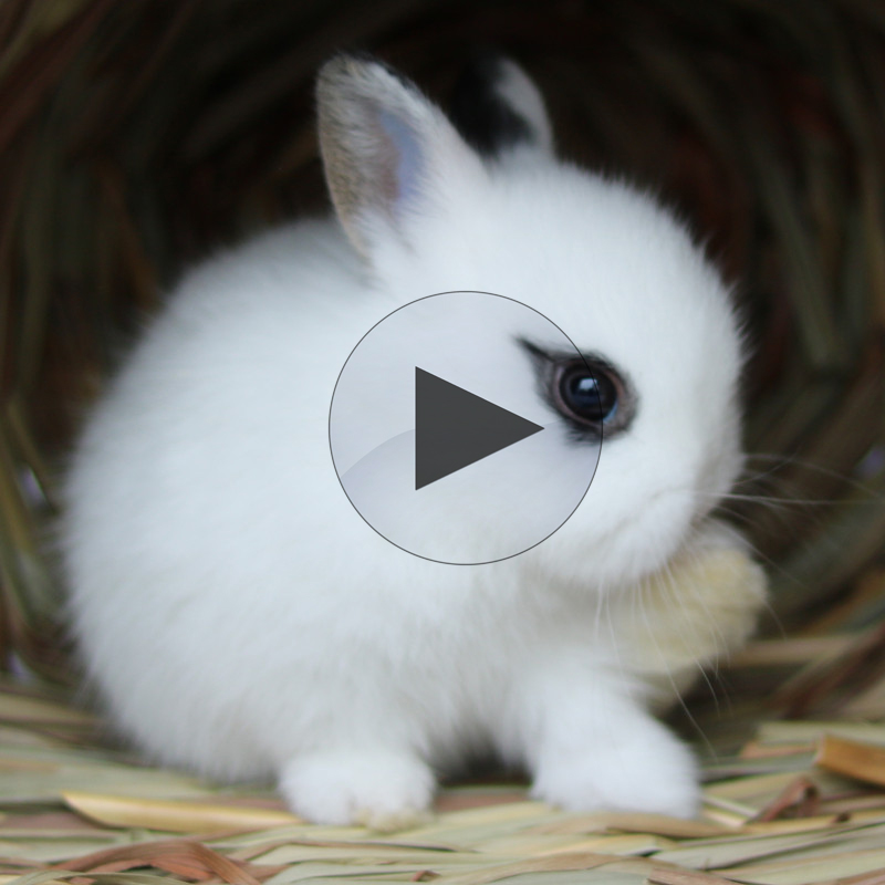 Discolored Thai Hyacinth Begonia Pygmy Rabbit Silver Mink Mini small bedroom pet Dodge Rabbit living body does not grow big