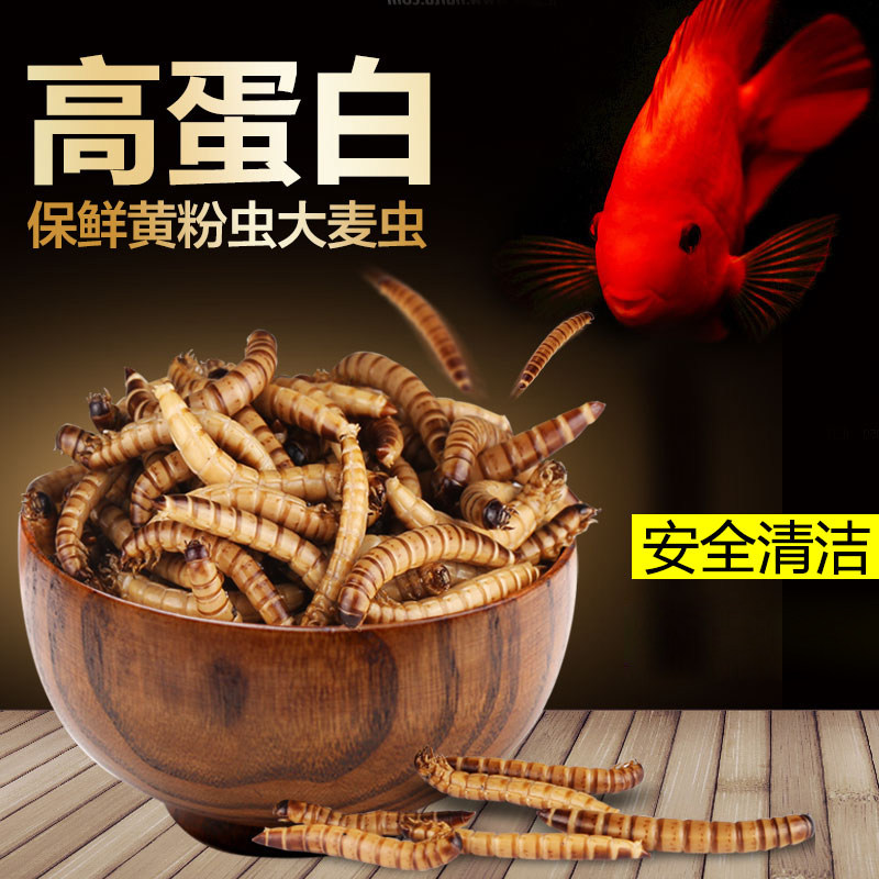 Sen Sen yellow mealworm Barley worm Tropical fish Fortune fish Fish food Red dragon Koi fish Arhat fish Parrot fish Turtle feed