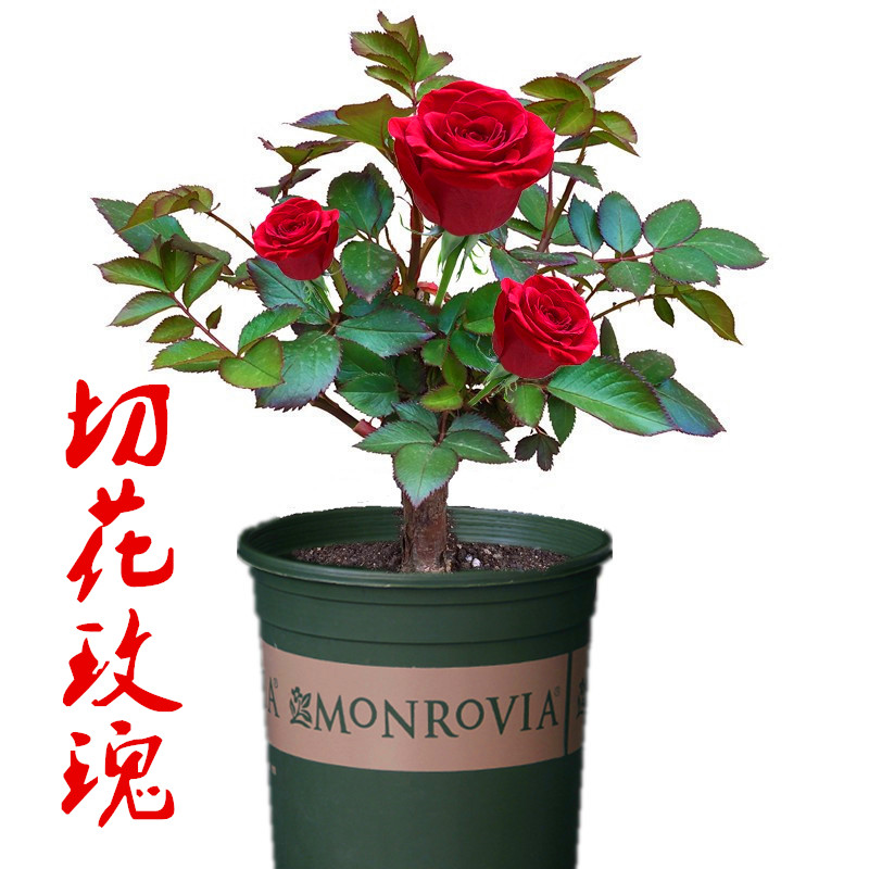 包郵紅玫瑰大花藍色妖姬花卉樹苗盆栽牡丹百合薔薇月季花苗