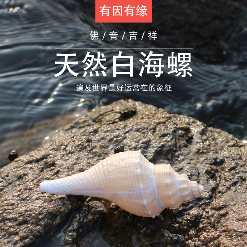 There is a reason for the Tibetan Buddhist offerings tantric Dharma vessel before the Buddha to offer natural conch Dharma Snail one of the eight offerings