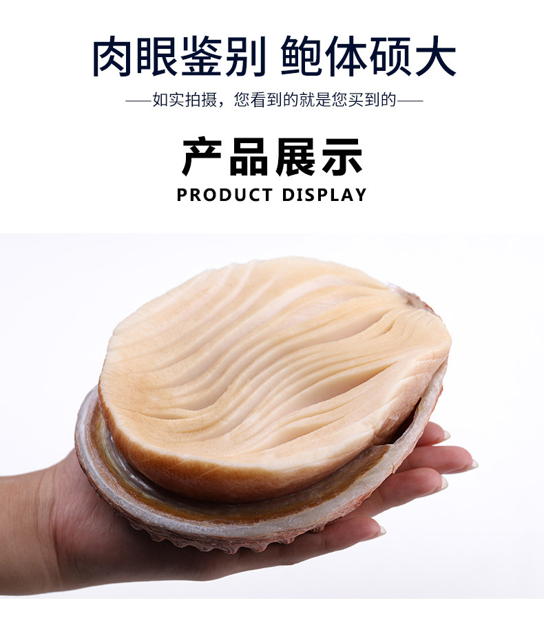 比手掌还大的鲍鱼 沃派 非洲黄金鲍 400-500g/只 图4