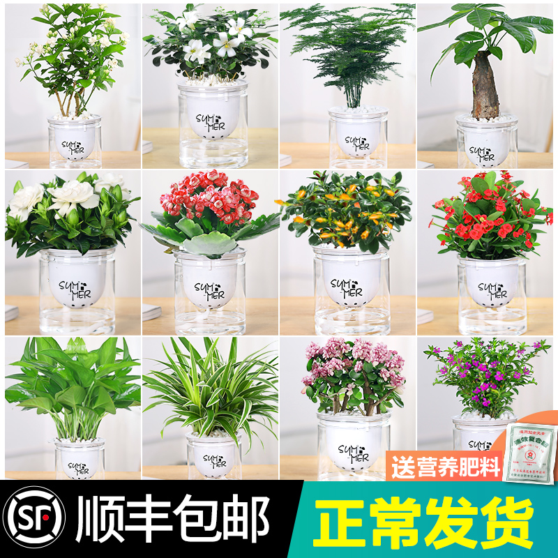 Green planting living room large grain good raising flower small green plant to remove formaldehyde-resistant and cold-resistant floral four-season water-petting potted plants
