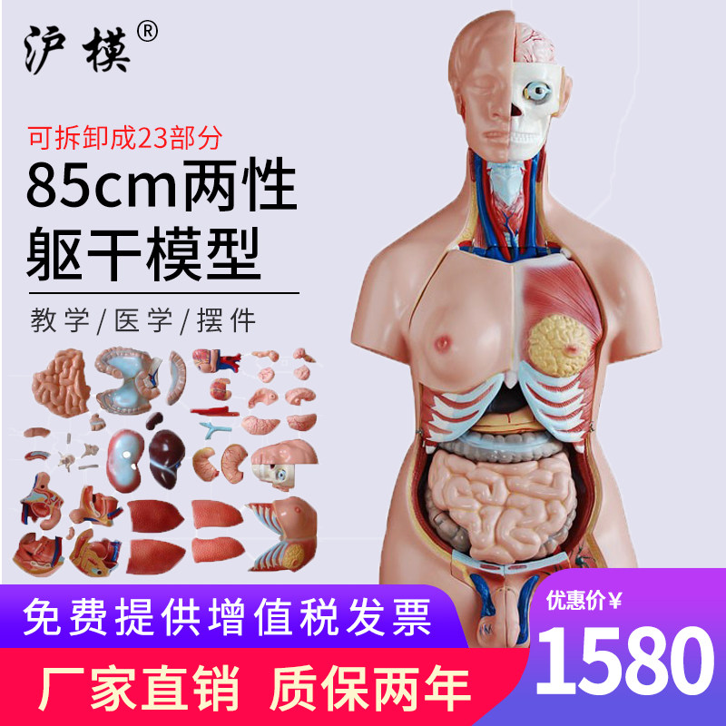 沪模 85cm两性躯干模型23部件医学人体内脏器官构造分布系统脑心肝肾胃解剖模型XC204