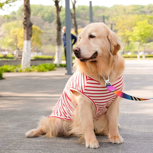 Золотой ретривер для собачьего жилета