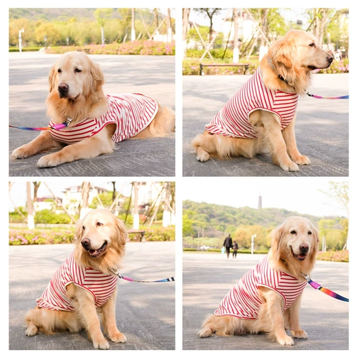 Золотой ретривер для собачьего жилета