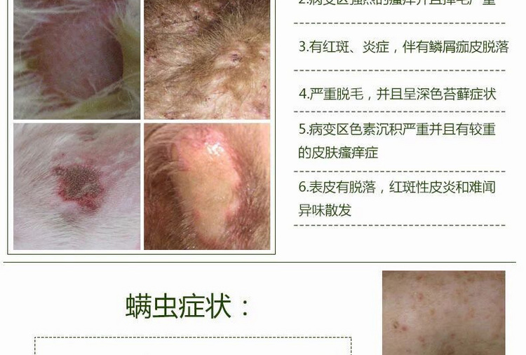 Pet nấm pyoderma ngứa kem chống viêm chó và bệnh da mèo loét phát ban phát ban chó chống viêm giết chết kem - Cat / Dog Medical Supplies Súng tiêm thú y