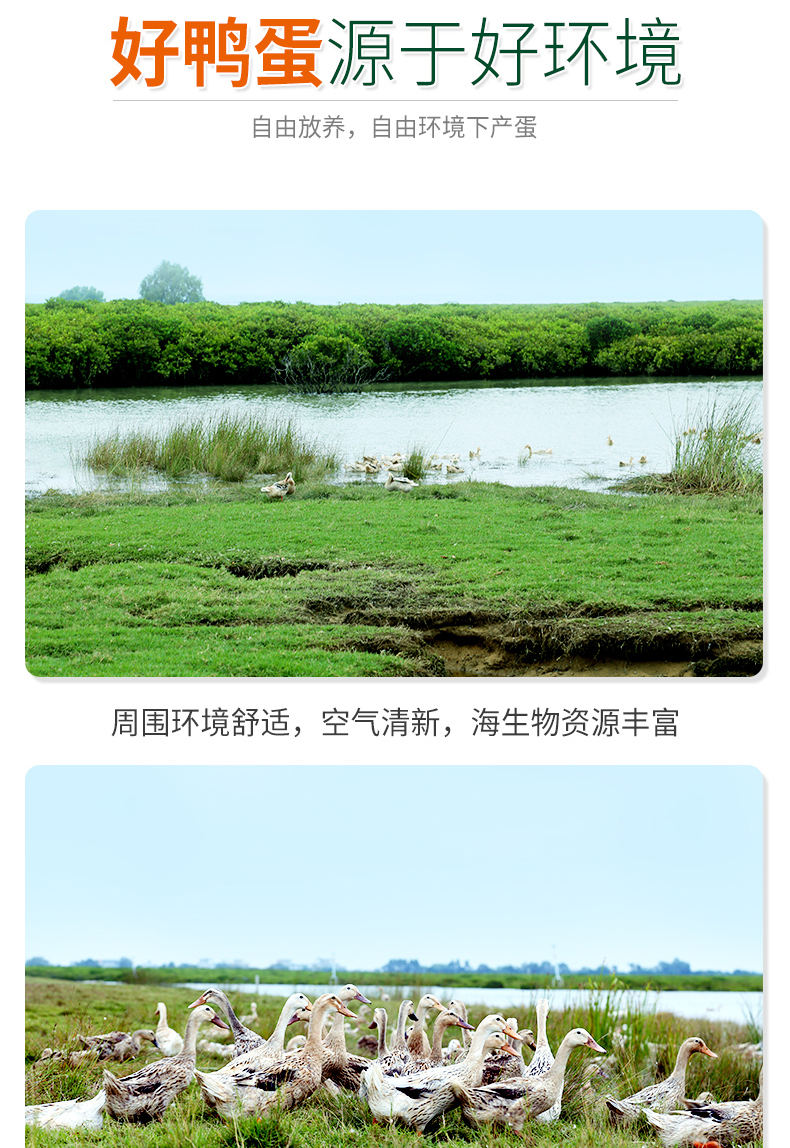 北海特产 南海宝 大号咸鸭蛋烤海鸭蛋 65g*20枚 年货礼盒装 图7
