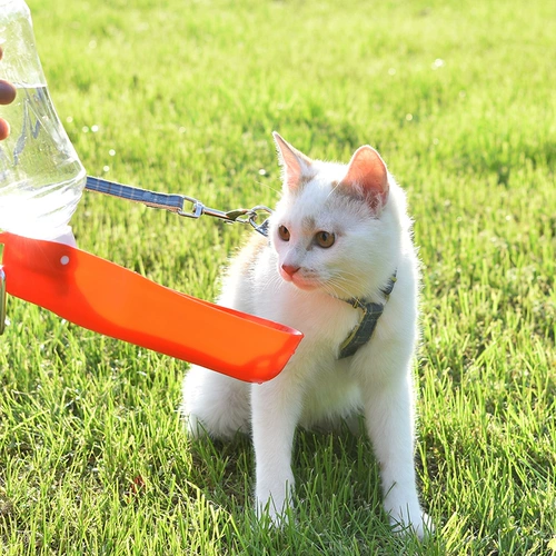 Собаки и кошки выходят, чтобы выпить чайник и взять чашку с водой, чтобы выйти, чтобы пройти питьевую воду для питомца и выпить водонагреватели.