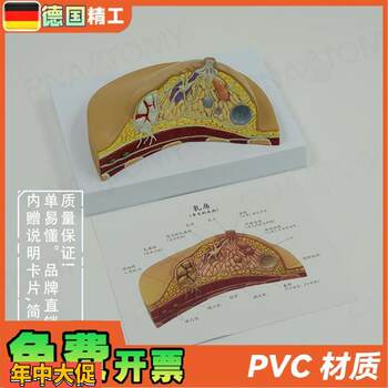 German gynecological breast anatomy model, breast pathology structure model, beauty care teaching model