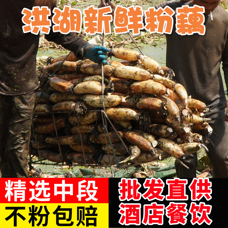 (Hotel catering wholesale) Honghu lotus root fresh pot soup powder lotus root nine hole lotus north hubei specialty vegetables