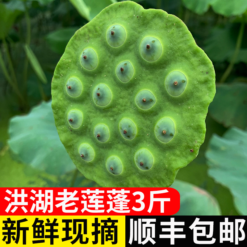 2022 Honghu Lotus Seed Fresh Lotus Peasant Farmhouse Now Remove Hubei Teprolific Old Lotus Seed Rice Pot Soup Old Lotus stock 3 catty