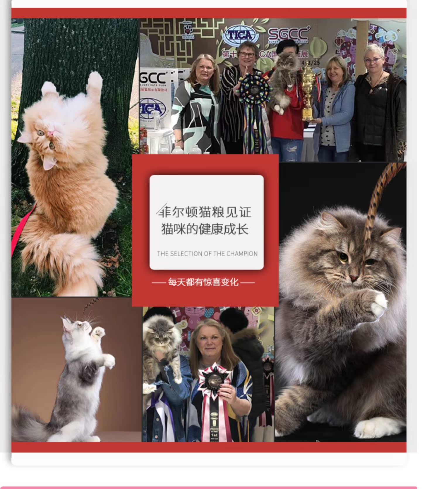Felton Cat Food thành Cat Cat Food Sữa Cake Beauty Short British Short Natural Cat Food Phân bón Tóc Blue Cat Siam 2kg - Cat Staples hạt zenith cho mèo