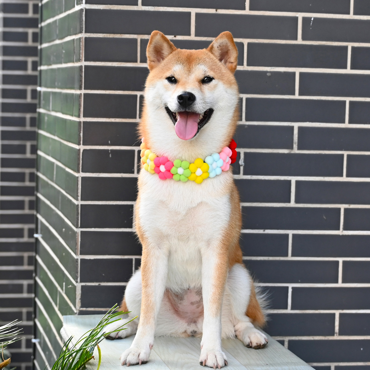 Day Style Farfight Kirchai Dogs Rainbow To Day Sunflower Necklace Puppies Kittens Small Flowers Neck Necklace Ornaments