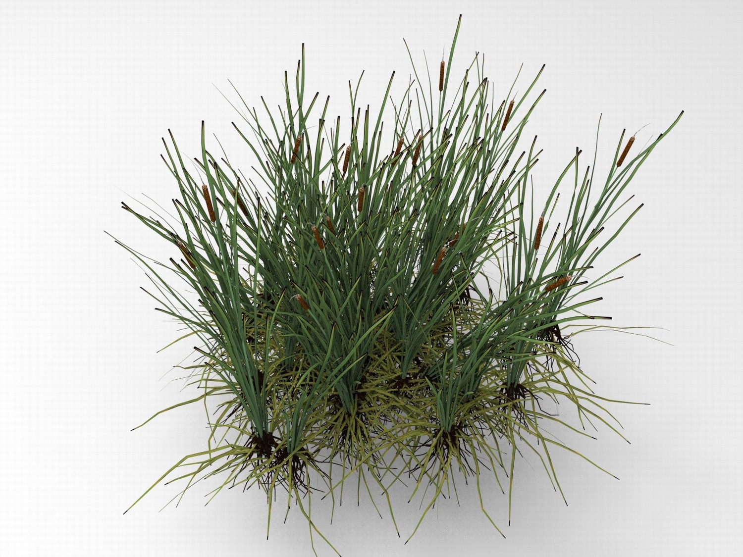 C4D湖泊水边植物FBX芦苇OBJ香蒲场景游戏建模设计素材-cg男孩