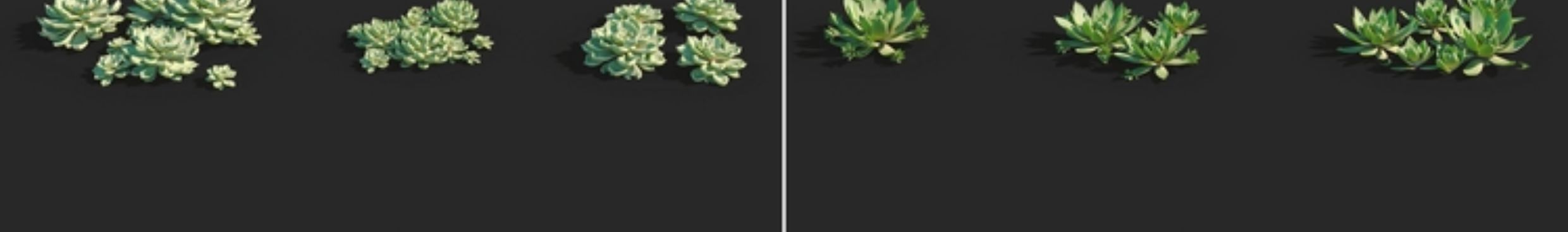 图片[5]-C4D黄花照波多肉植物FBX熊童子OBJ星乙女Maya爪玫瑰水晶掌月兔耳-cg男孩