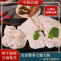 Pig large intestine slaughtered fresh and frozen on the day