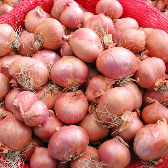 Small onions, a specialty of northeastern onion farmers, mini round red onions, new onions on the market this year, fresh 5Jin [Jin equals 0.5kg]