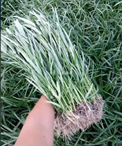 Guangdong farmers fresh willow leaf water spinach vegetables on the same day pick the old three farmers to grow fresh vegetables