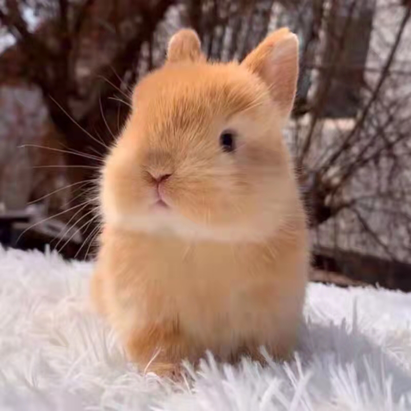 Purebred imported second generation dwarf rabbit - Taobao