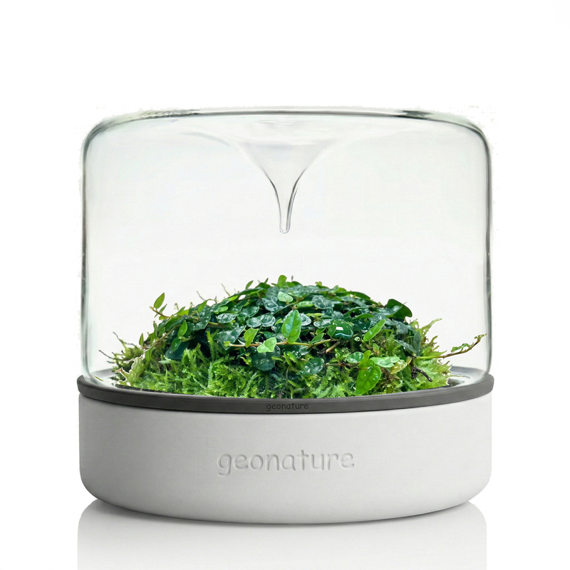 「 Shipped」Geonature Momo-M Geometric Natural Medium-Sized Micro Landscape Bottle with White Cement Base 「 Shipped」Geonature Momo-M Geometric Natural Medium-Sized Micro Landscape Bottle with White Cement Base