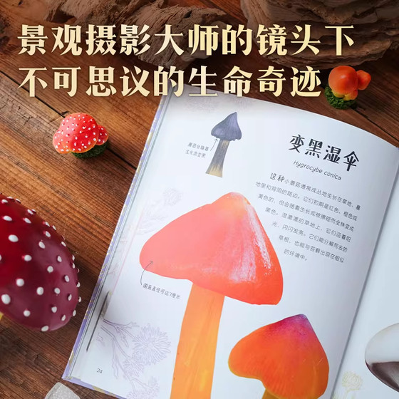 Dk Museum of Rare Species Dk's Fantastic and Tranquil World of Fungi Dk's Brilliant Minerals and Rocks Magical Mushrooms Lightweight and Portable Explore the Microscopic Wonders and Glimpse the Miracles of Life China Academy of Sciences Fungal Specimen Museum
