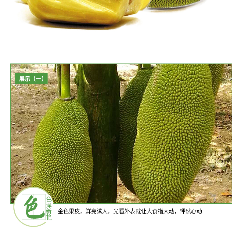 海南三亚 菠萝蜜 17-25斤 果园现摘现发 图7