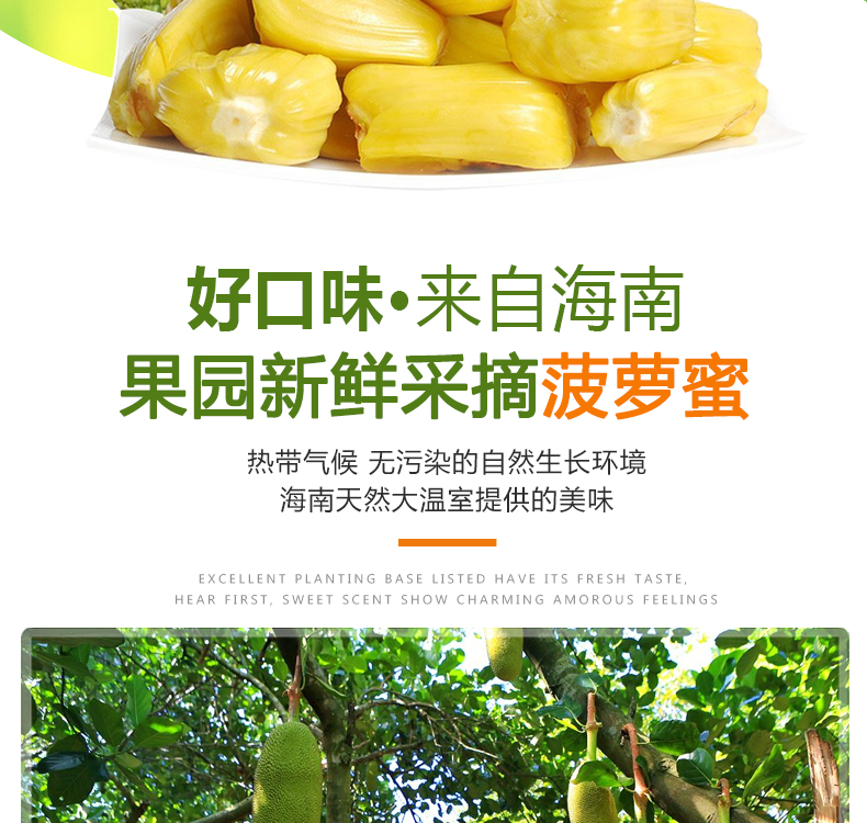海南三亚 菠萝蜜 17-25斤 果园现摘现发 图2