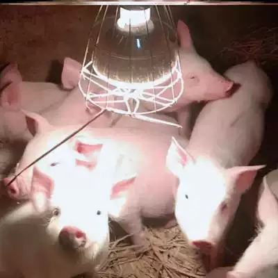Heat preservation lamp pig farm special heating pig young bird brood chicken and duck commercial heating lamp holder pig pet
