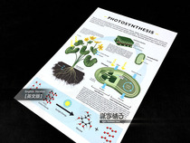 Photosynthetic Plant Cell Structure Diagram Chinese and English Middle School Biology Teaching Wall Chart Poster Decorative Painting