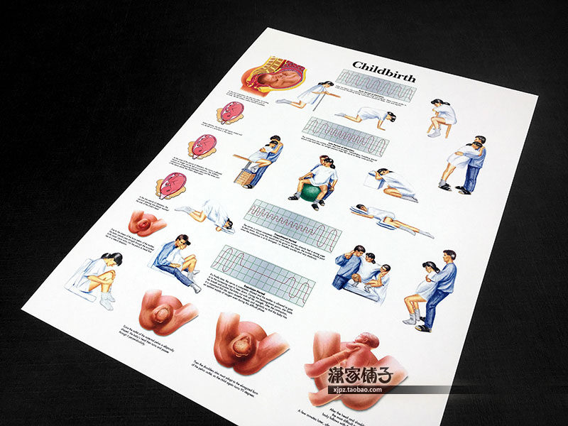 The process of childbirth and childbirth, medical knowledge, popular science education, scientific wall chart, poster, decorative painting
