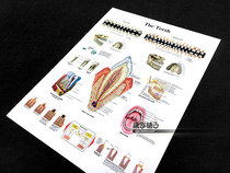 Dental Physiology and Anatomy Chart Structure of Middle School Education Medical Atlas Wall Chart Poster Decorative Painting
