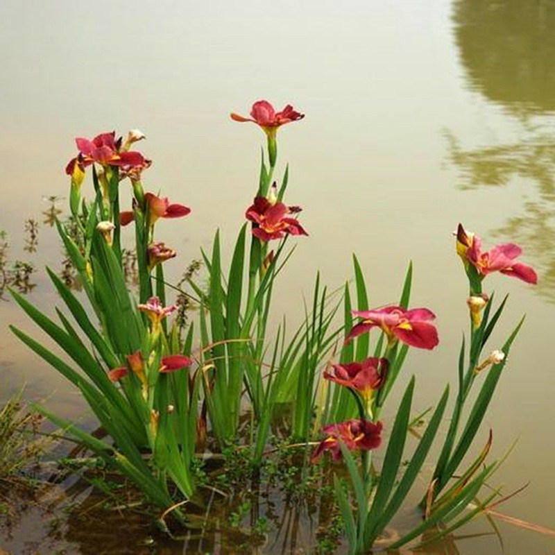 Balcony Plants Good Breeding Flowers Horse Orchid Potted Flowers a good variety of easy to live flowers Outdoor Green plant Courtyard All Season Round