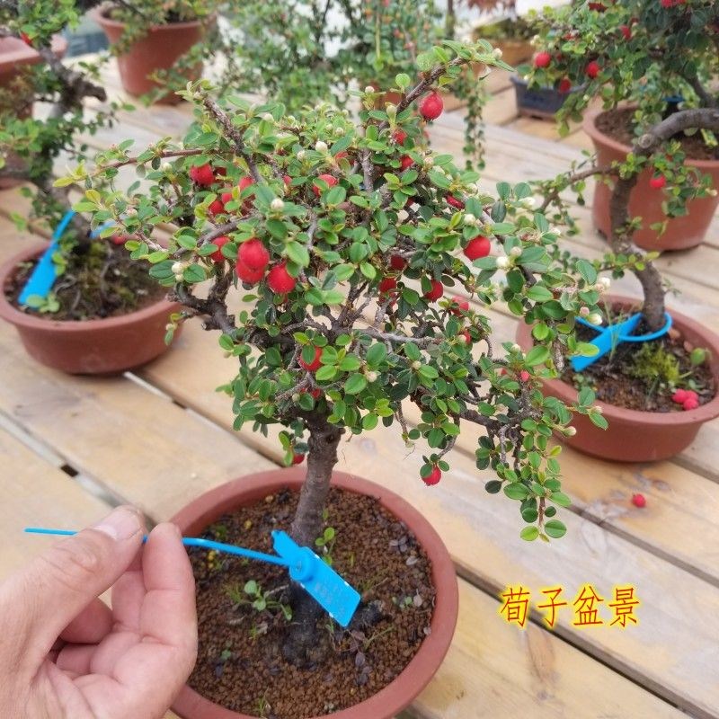 Xun Zi Miao Red Fruit Tree Potted Indoor Living Room Decoration Pendulum with Scenery Real Tree Sapling sapling Xunzi Bonsai