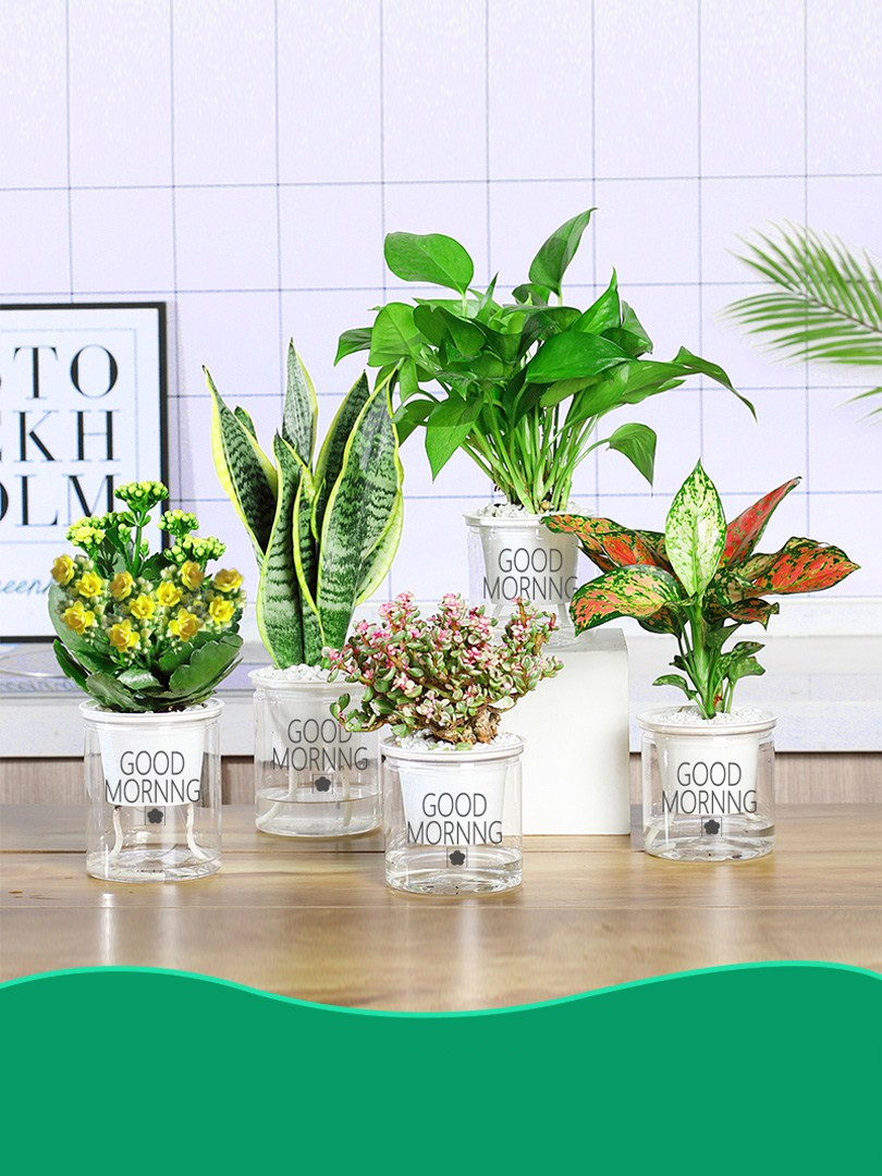 Nine Lane Perfume Peapwater Preaking Potted Indoor Plant Water Value Flower Room Genuine Flower Office Decoration