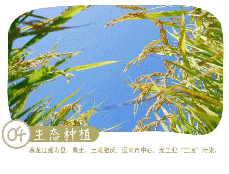 小芽大养新鲜胚芽米含硒胚芽米