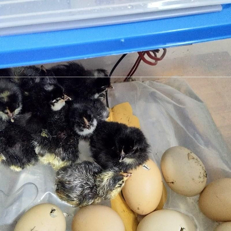 Smart Egg Practical Equipment Automatic Chicken Hugging Machine Small Household Incubator Foam Water Bed Machine