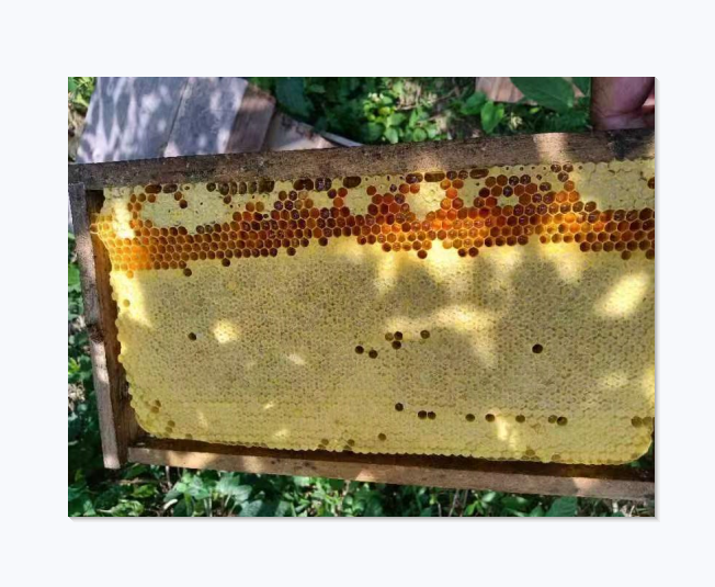 Пчелиный пояс король Китая wholesale пояс для продажи Пчелиная матка пчела китайская клетка пчела пчела пчела пчела пчела пчела пчела целый коробка двух цветов