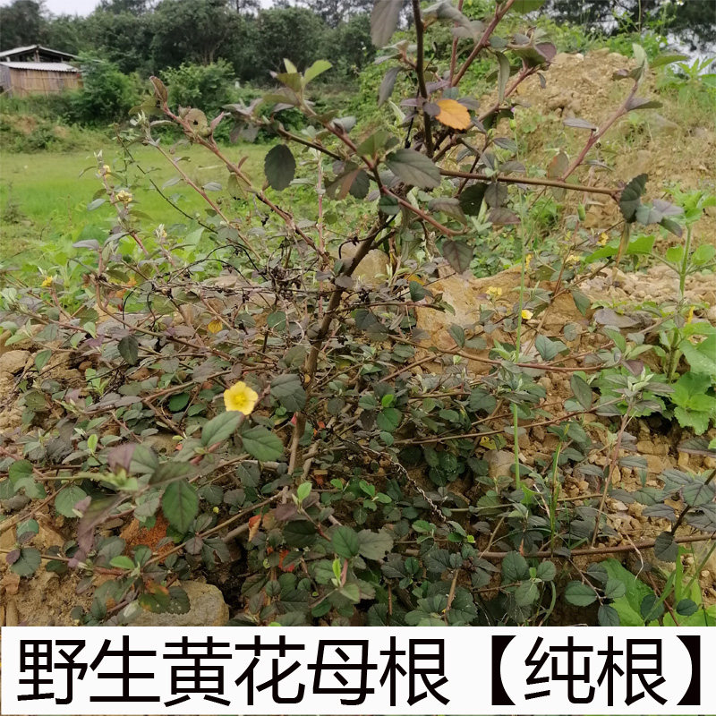 新鲜现挖黄花母根谷拔脓消胶粘根猛千斤遂稔坡麻仔500克包邮 新鲜现挖黄花母根谷拔脓消胶粘根猛千斤遂稔坡麻仔500克包邮