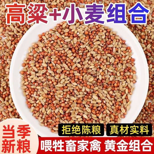 Feed pigeons, chickens and quails mixed with sorghum and wheat grains
