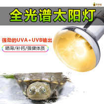 Turtle Climbing With Back Light Uva Uvb Full Spectrum Solar Light Lizard Water Land Tortoise Heating Hibernating calcium lamp