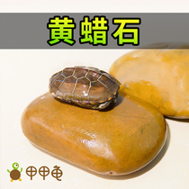Yellow Wax Stone Sun Terrace Pure Natural Yellow Raishi Raw Stone Fish Tank Ornamental View Turtle Sunburn Back Table Tortoise Turtle Hair Color Terrace