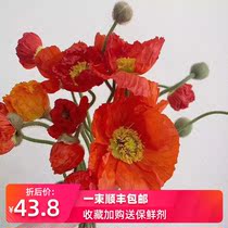 Help farmers flowers flowers SF Kunming express with Dounan base save farmers buy flowers Yunnan straight hair poppy beauty love