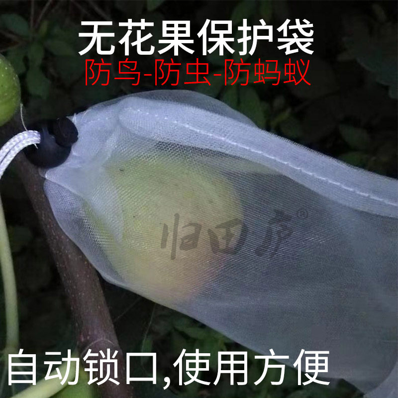 Fig bagging roof top fig protection bag return to Tianlu fig insect-proof and bird-proof bag rope buckle