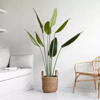 Zhi Meijia Paradise bird large simulation green plant traveler banana potted flower plant indoor TV cabinet ornaments