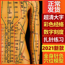 Human acupuncture model of human acupuncture human acupuncture TCM TTM TUDZ Practice Little Leather