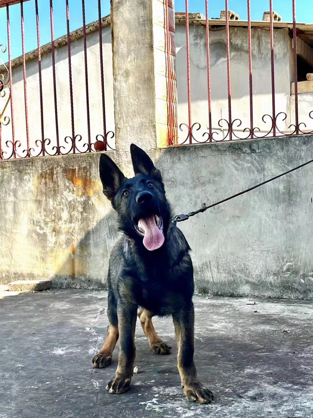 鑫旺猛犬猎犬繁训养殖基地