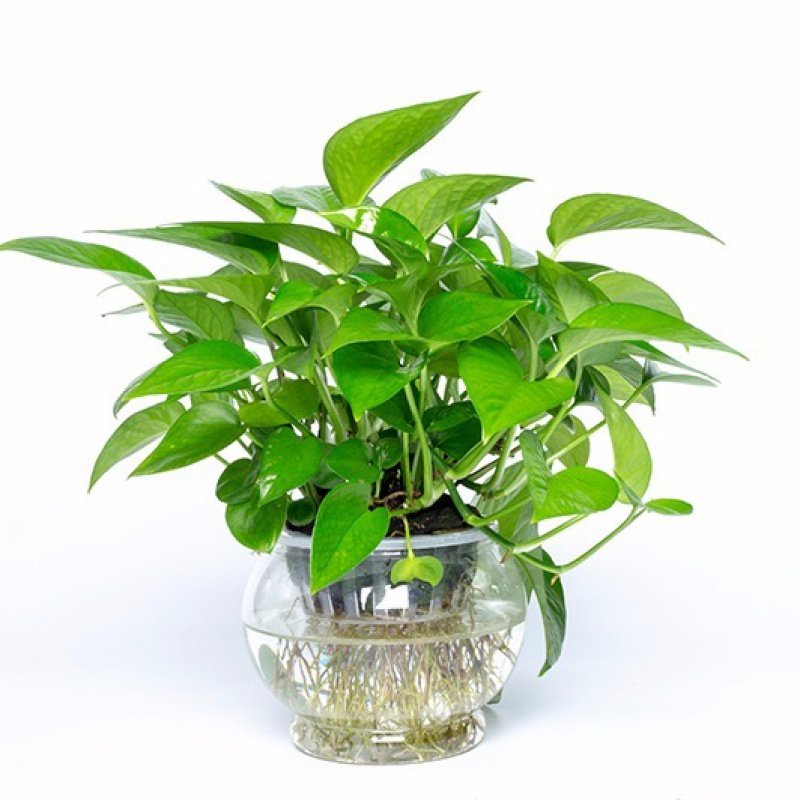 Transparent hydroponic vase plastic flowerpot home gardening materials home furnishings office Hotel Shopping Mall