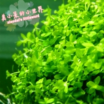 Fish tank landscaping foreground Lying on the ground Large climbing low pearl underwater leaf aquatic grass foreground lawn lazy crash