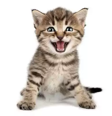 Live civet cat Tiger spotted beautiful short cat cubs idyllic cat cute orange cat home cat cat cat cat cat cat cat cat cat