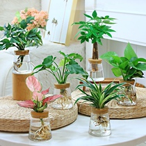 Indoor potted plants do not need the green plant of sunlight for small good raising small hydropony all season evergreen and cold washroom